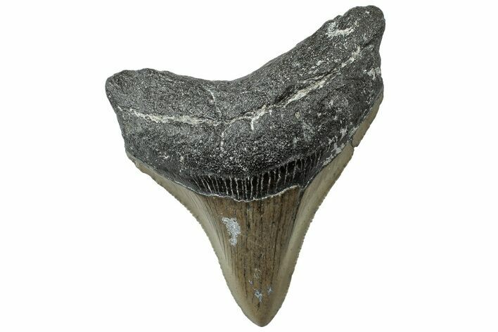 Serrated, Fossil Megalodon Tooth - North Carolina #311110